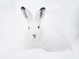 lagrangeauxblanchots