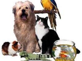 Transport Canin Océane