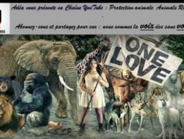 La cause animale, protection et droits des animaux