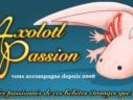 Axolotl-Passion