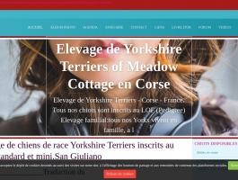 Elevage de Yorkshire Terriers of Meadow Cottage en Corse
