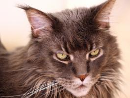 Elevage vente chats maine coon