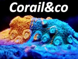 corail & co