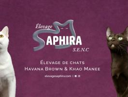 Élevage Saphira Havana Khao Manee