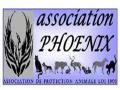 Association PHOENIX - Chats, chiens à adopter
