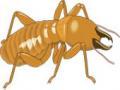 Traitement anti-termites Guadeloupe, traitement insectes rampants, lutte bacterienne et anti-parasitaire